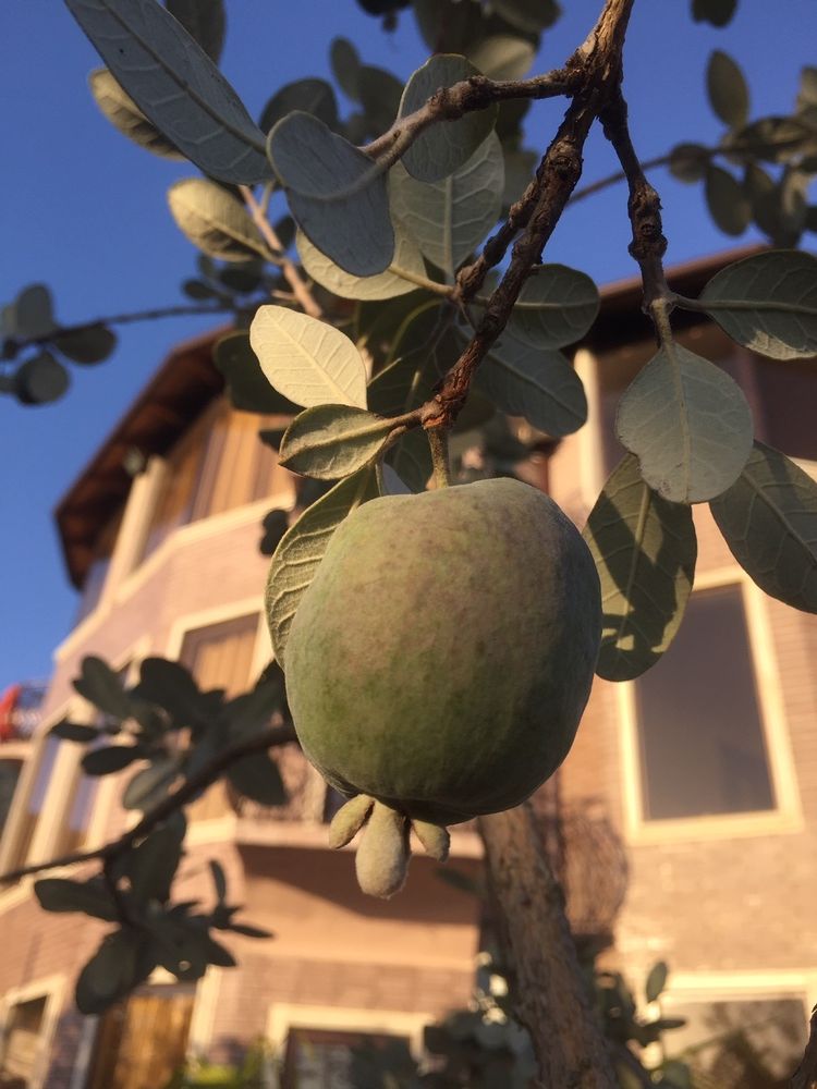 VILLA FAMILIA (ВИЛЛА ФАМИЛИЯ),мини-гостиница эконом - 41