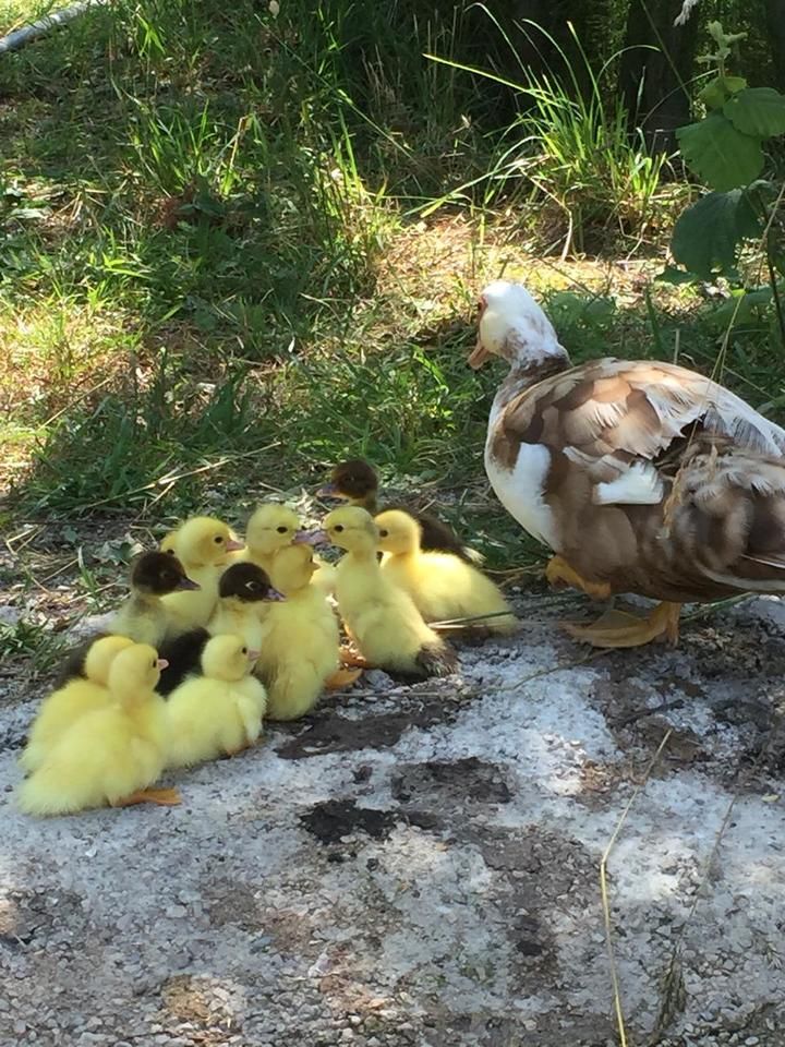 VILLA FAMILIA (ВИЛЛА ФАМИЛИЯ),мини-гостиница эконом - 17