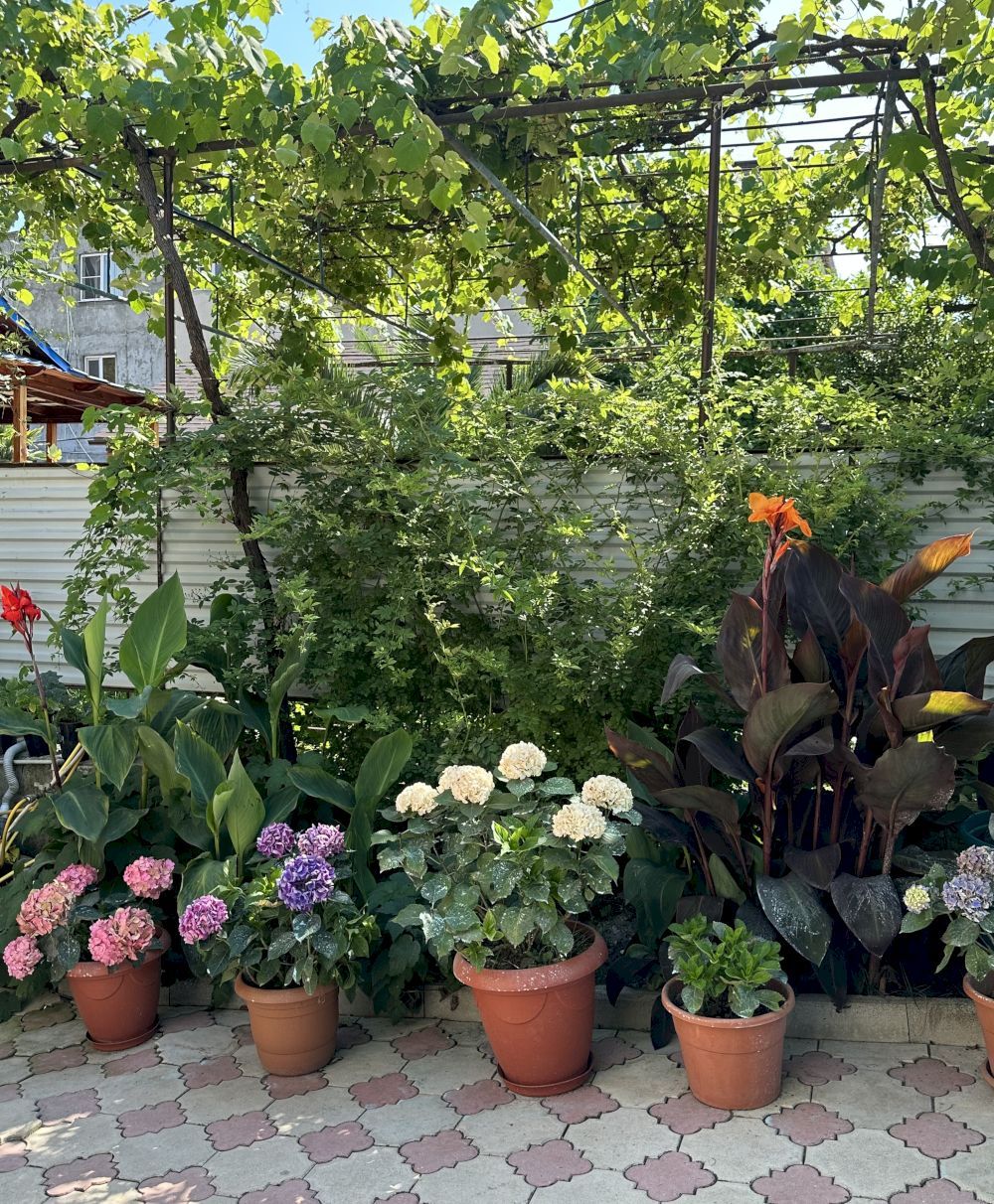 АБХАЗ-ЛЕО, гостевой дом эконом - 12