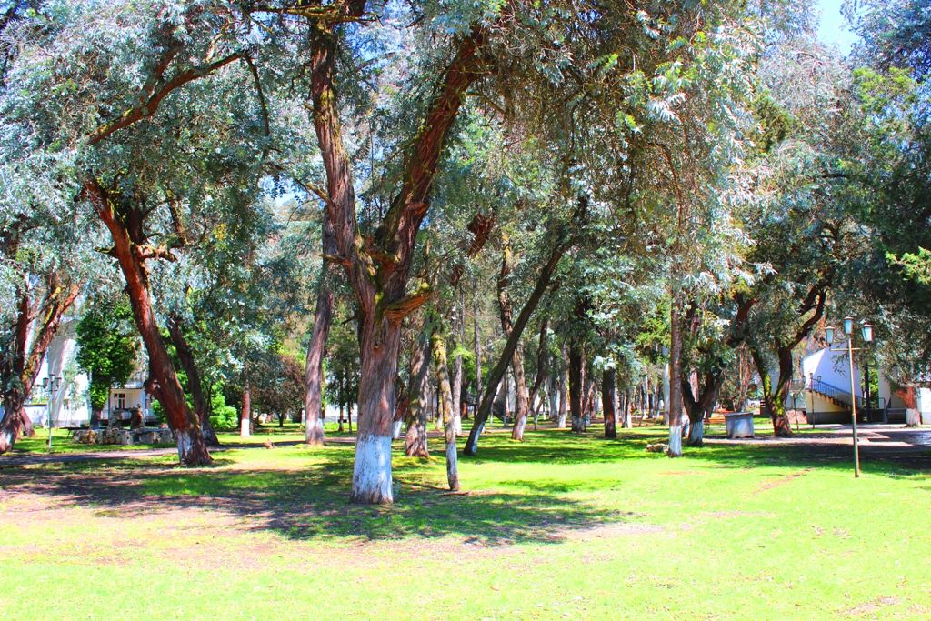 ЭВКАЛИПТОВАЯ РОЩА,отель эконом - 14