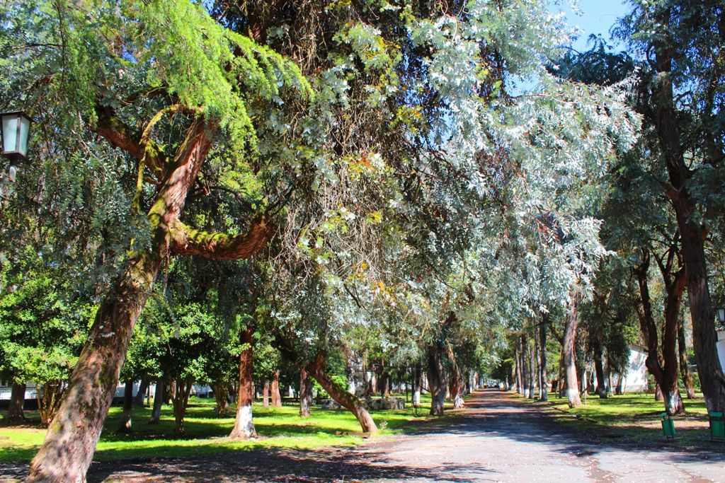 ЭВКАЛИПТОВАЯ РОЩА,отель эконом - 13