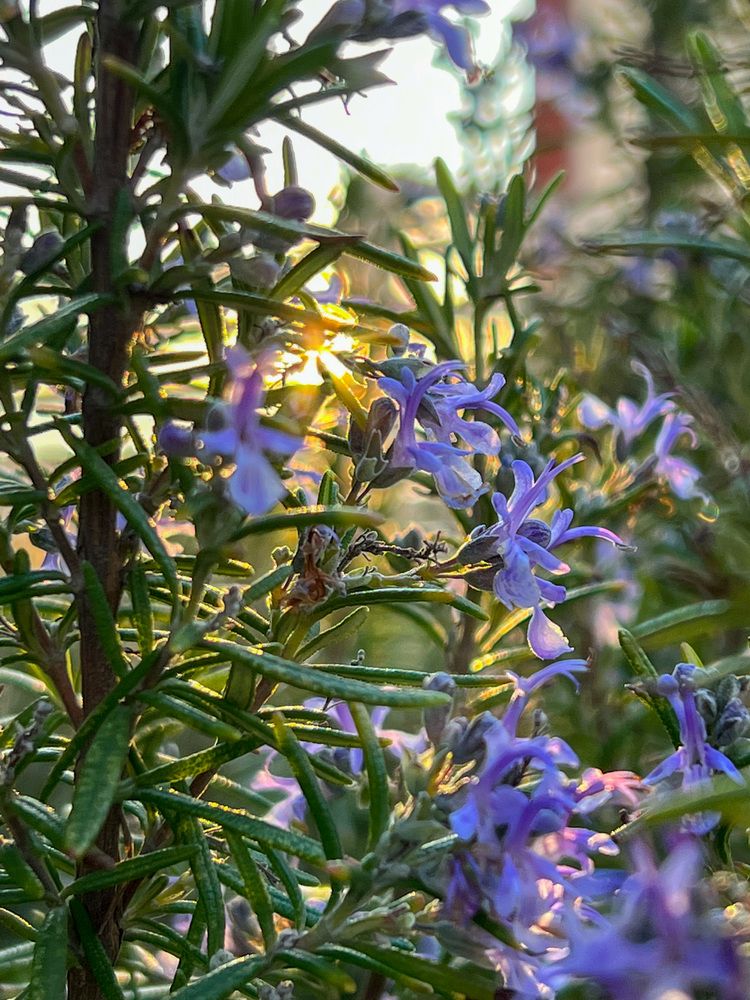 CLUB HOTEL BEREG EVKALIPTOV (БЕРЕГ ЭВКАЛИПТОВ), отель комфорт - 4