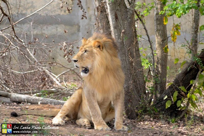AVANI KALUTARA RESORT (Former Kani Lanka Resort & Spa) - 26