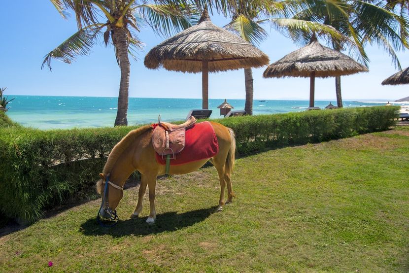 VICTORIA PHANTHIET BEACH RESORT - 6