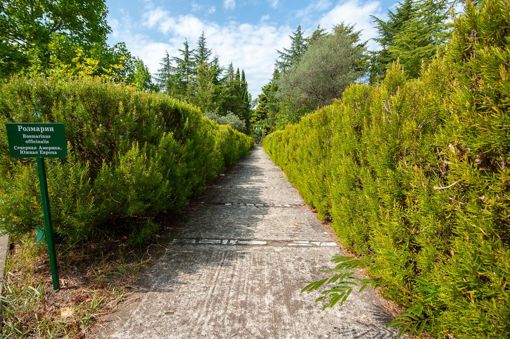 САМШИТОВАЯ РОЩА, санаторий стандарт - 34