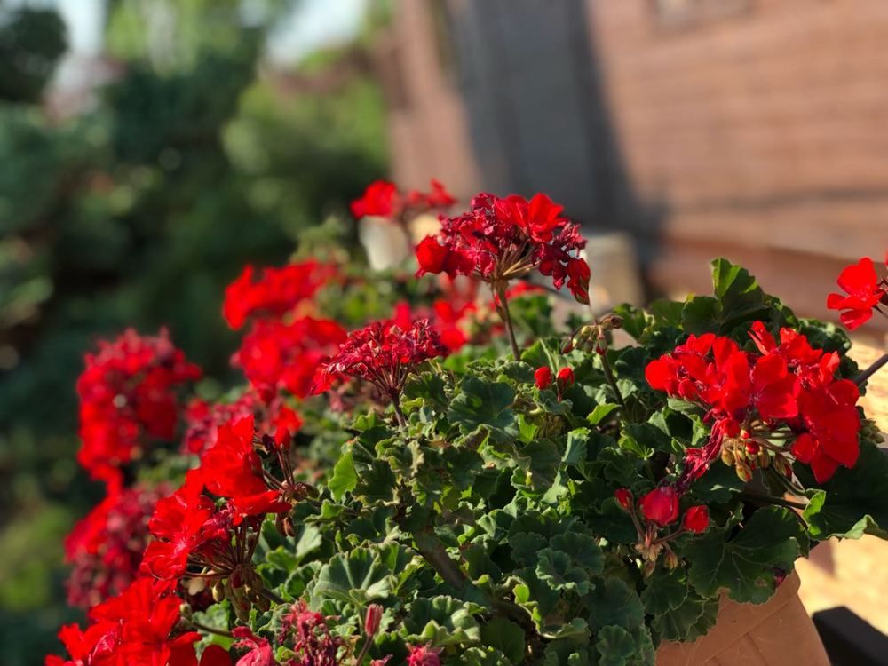 ЛА-ТЕРРАСА, гостевой дом эконом - 21