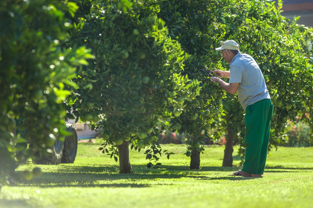 Lonicera World Hotel - 34