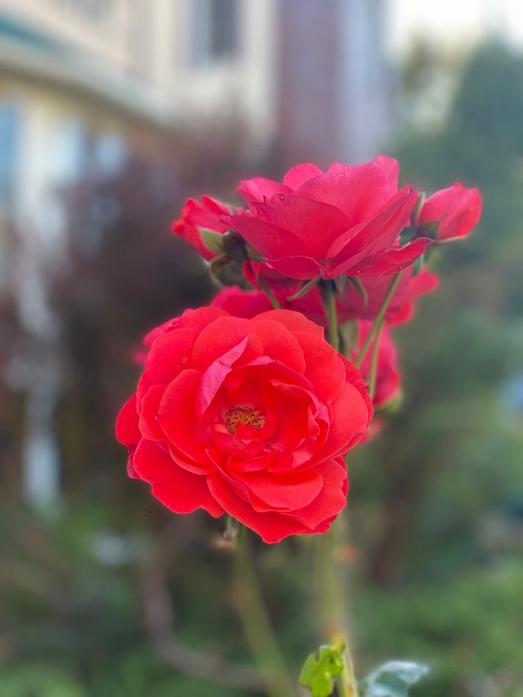 РЕНЕССАНС, отель - 14