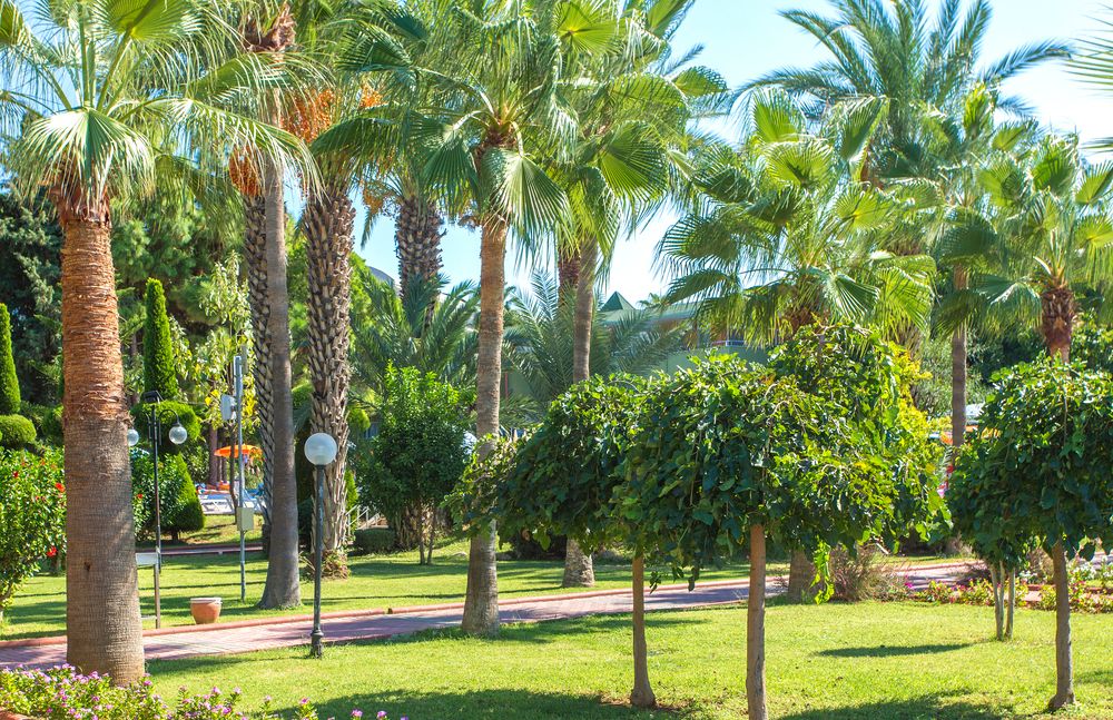 Lonicera Resort & Spa - 85