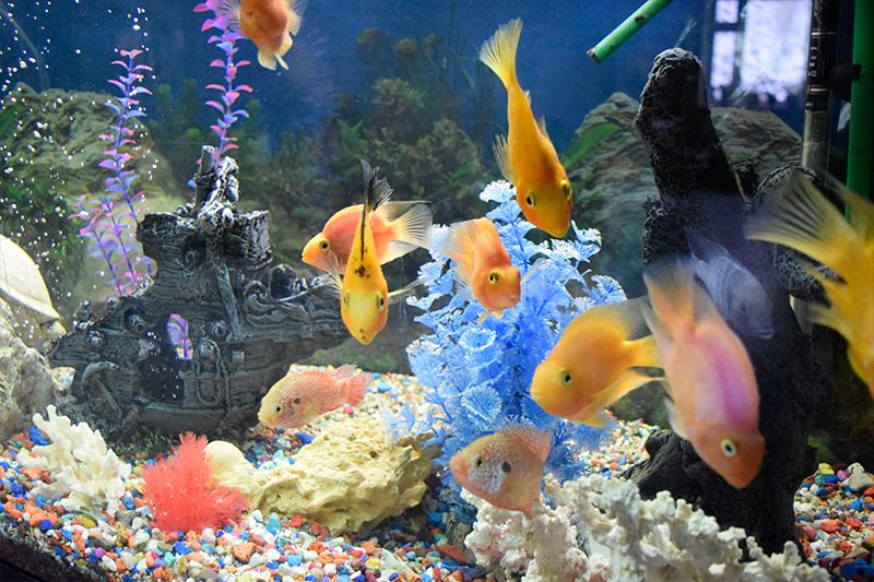 СНЕЖИНКА, гостиница - 13