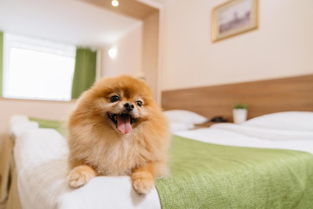 Картинка отеля - 20