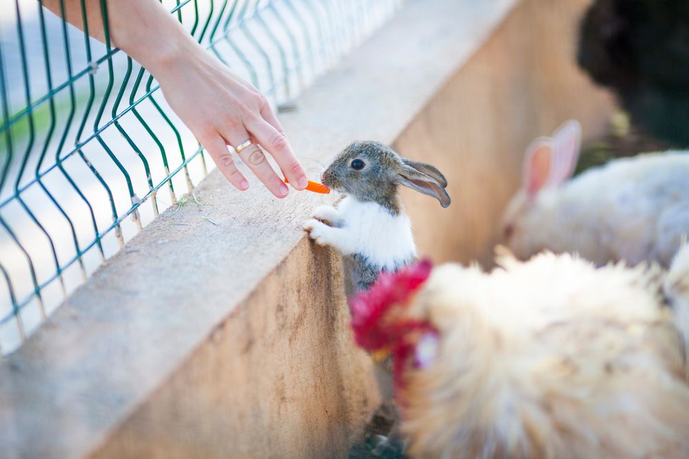 Club Hotel Turan Prince World - 207