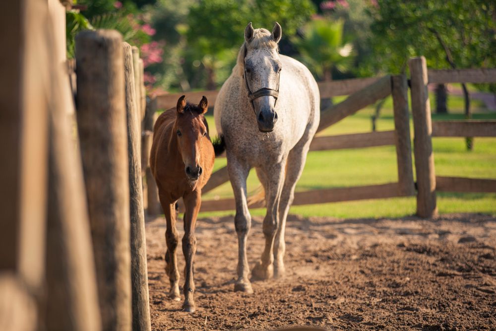 Club Hotel Turan Prince World - 205