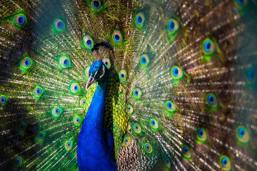 Club Hotel Turan Prince World - 202