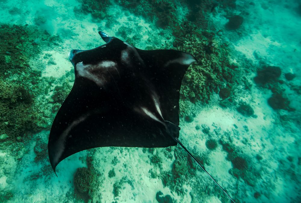 HOLIDAY INN KANDOOMA - 131