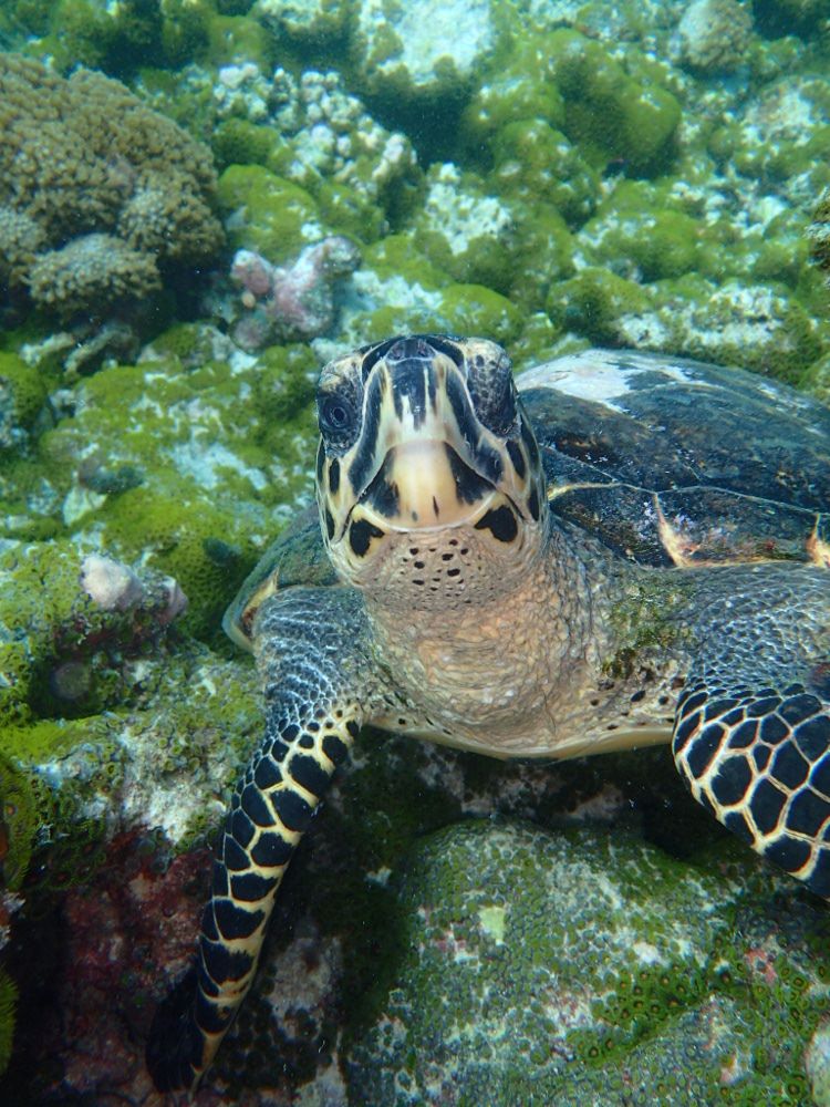 HOLIDAY INN KANDOOMA - 129