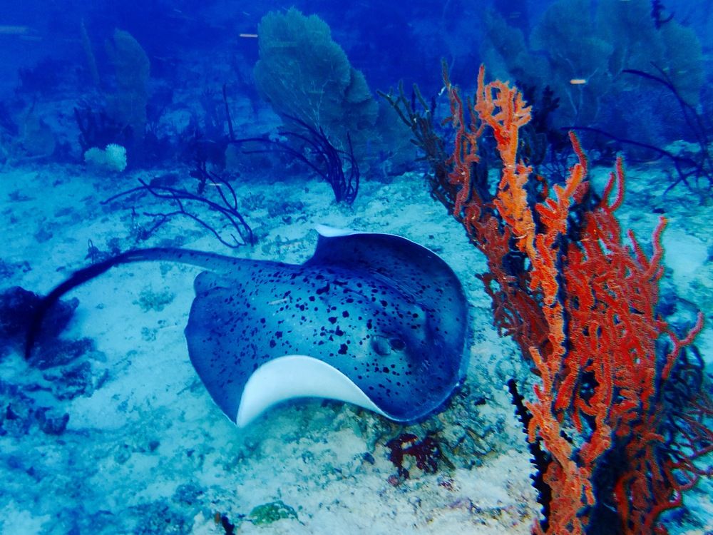 GRAND PARK KODHIPPARU - 45