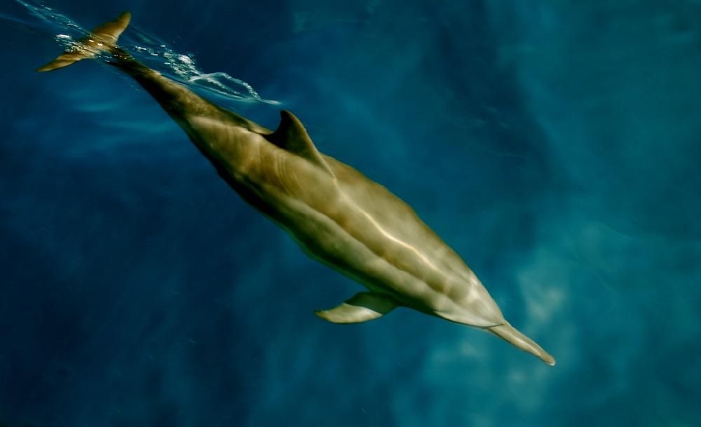 VILLA NAUTICA (PARADISE ISLAND) - 37