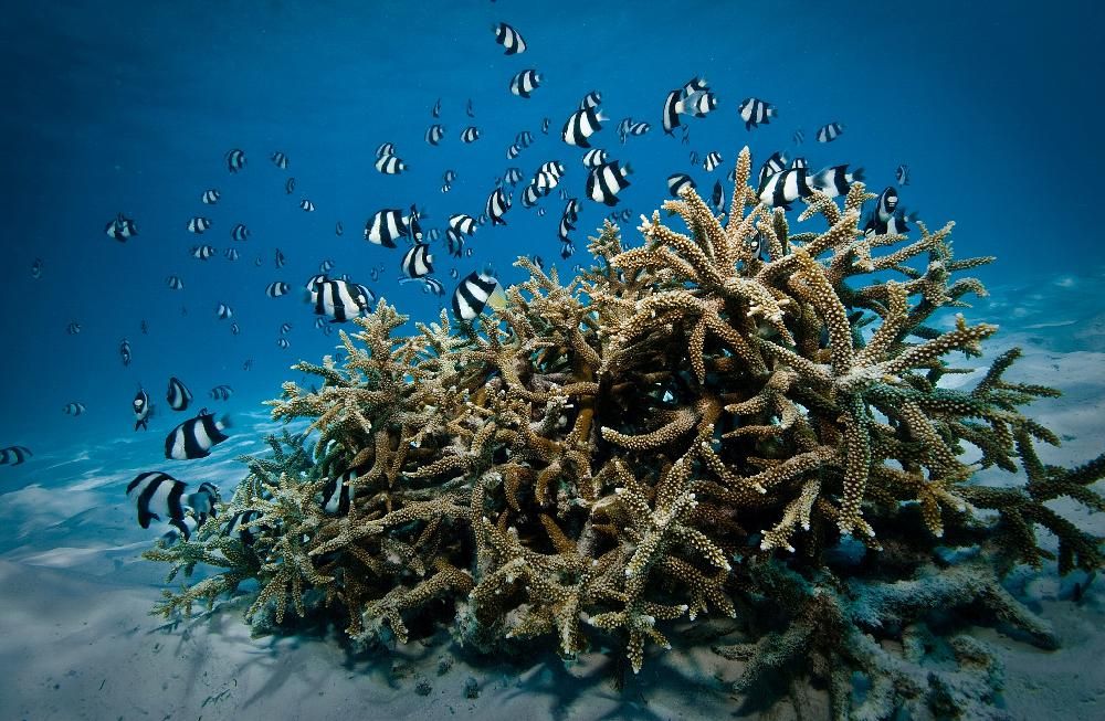 VILLA NAUTICA (PARADISE ISLAND) - 35