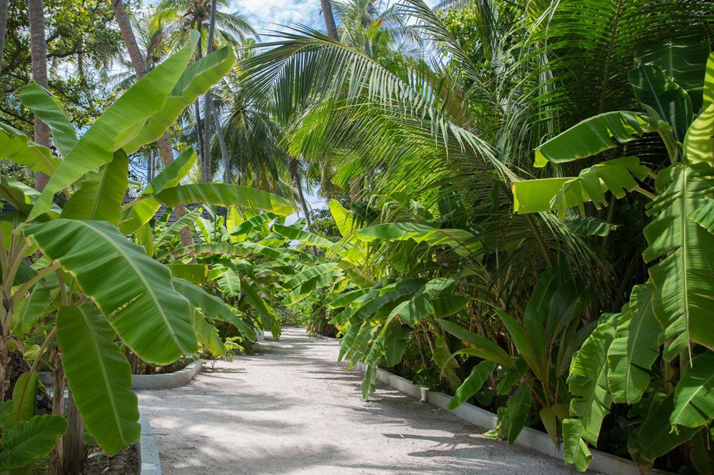 MALAHINI KUDA BANDOS - 38