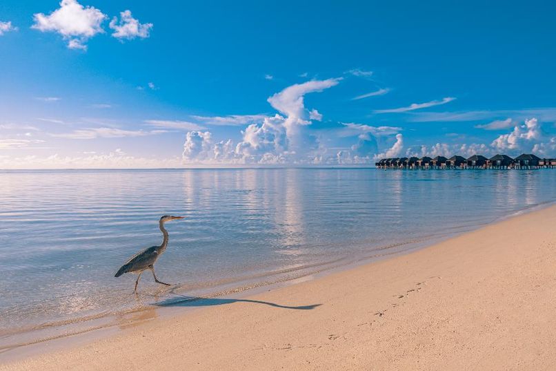 SUN SIYAM OLHUVELI MALDIVES - 4