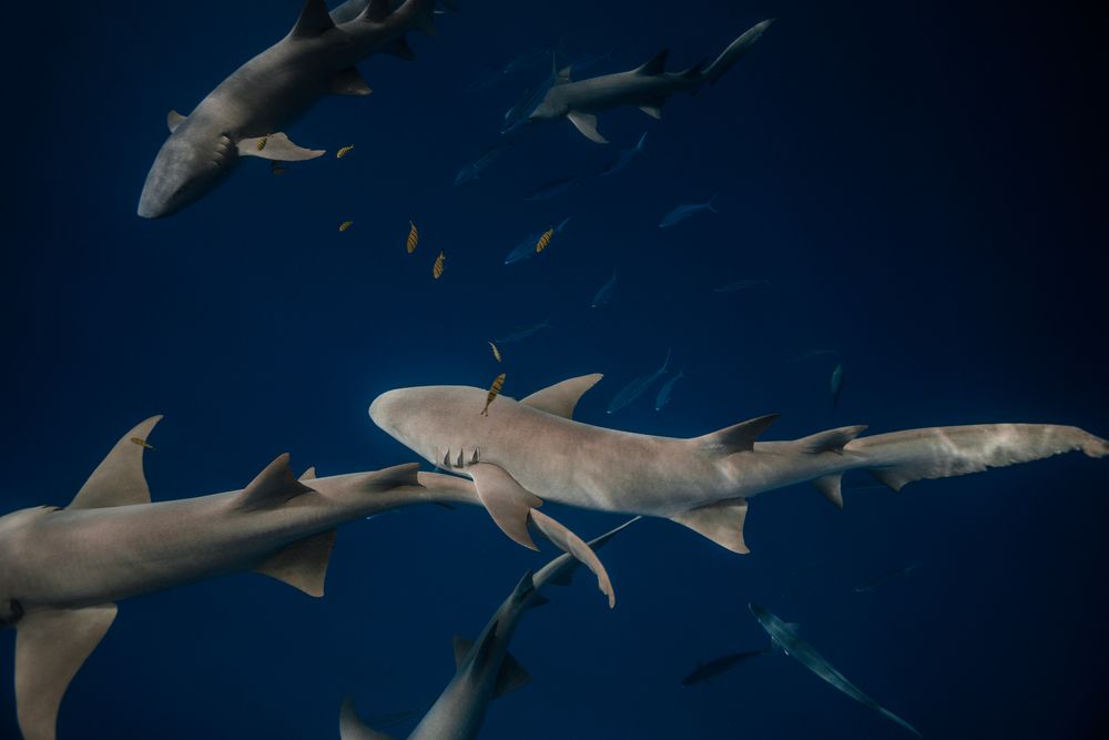 CINNAMON VELIFUSHI MALDIVES - 42