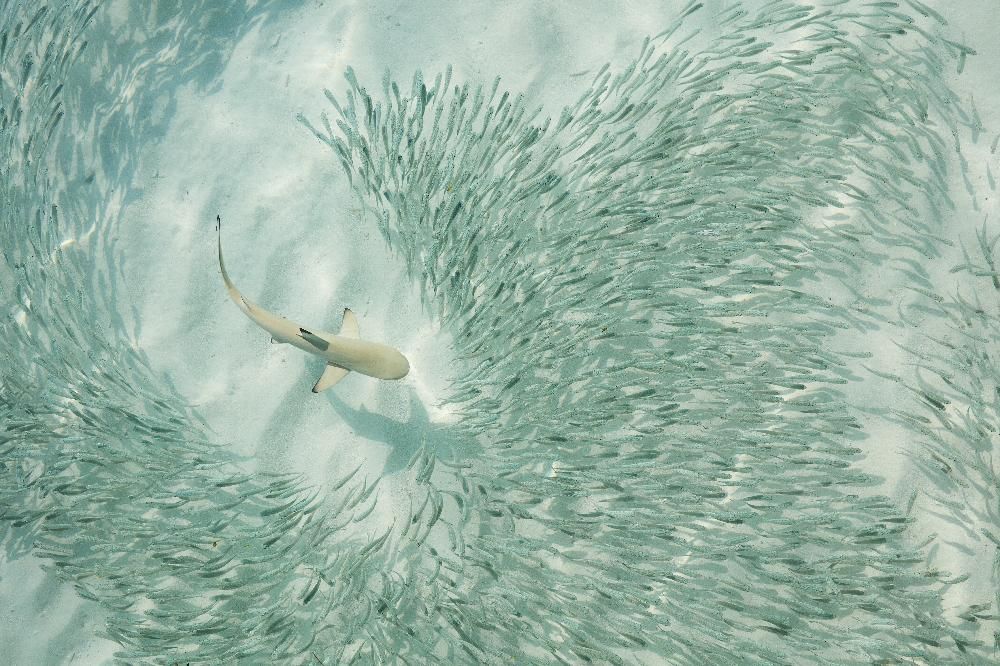 SUN SIYAM IRUFUSHI - 6