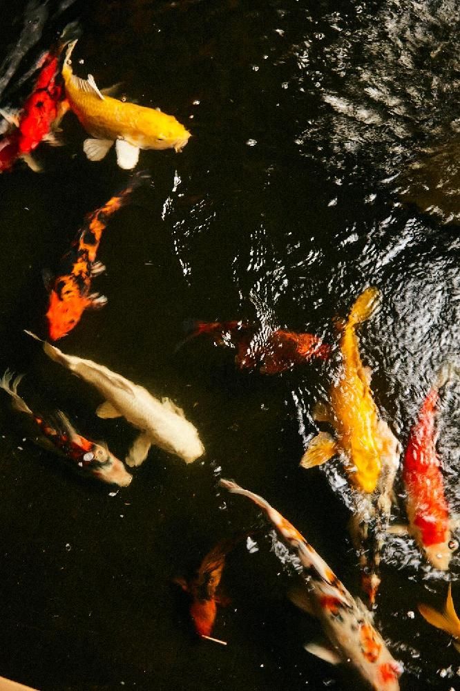 SUN SIYAM VILU REEF  - 40