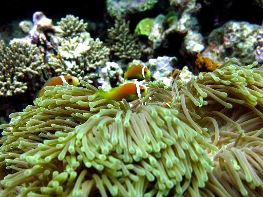 PARK HYATT MALDIVES HADAHAA  - 56