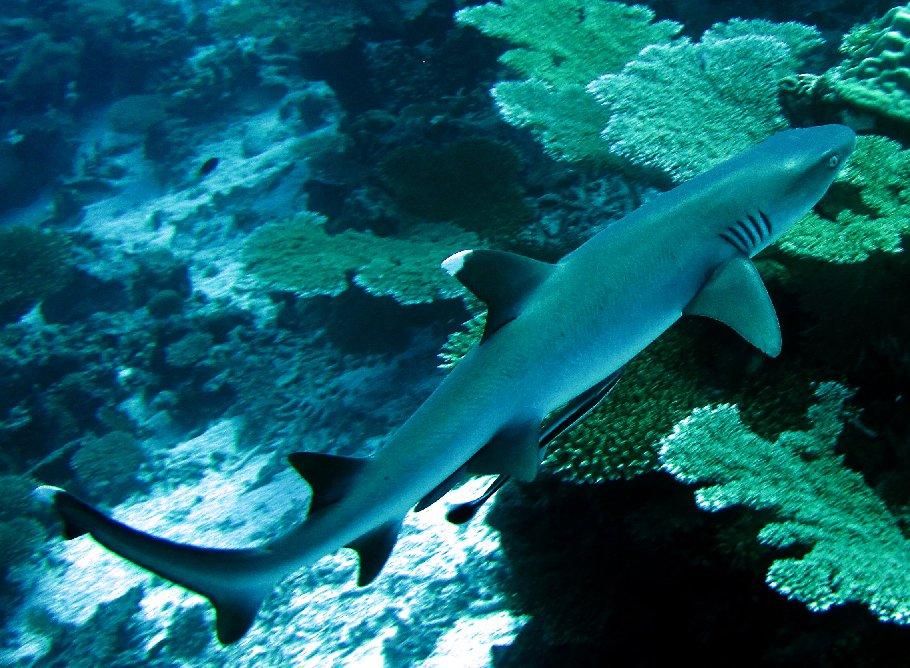 PARK HYATT MALDIVES HADAHAA  - 55