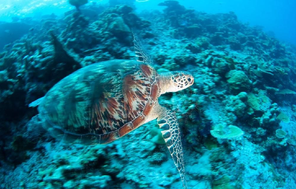 PARK HYATT MALDIVES HADAHAA  - 53