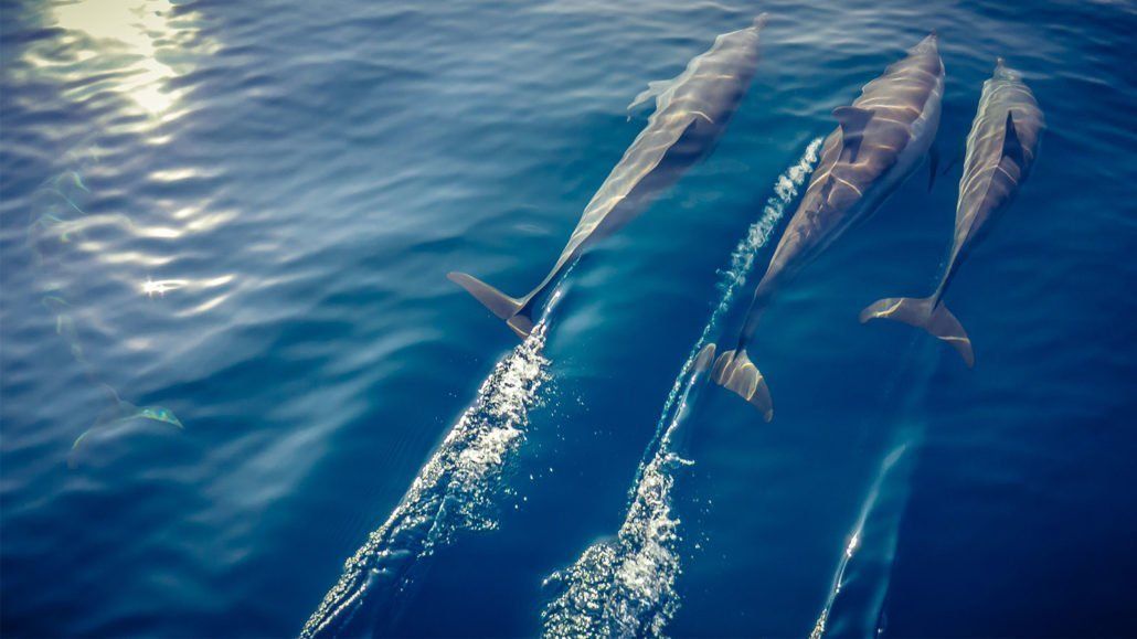 HURAWALHI ISLAND RESORT (only adult 15+) - 25