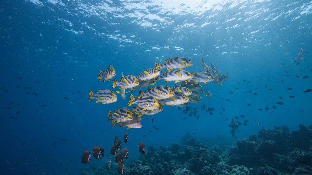 HURAWALHI ISLAND RESORT (only adult 15+) - 23