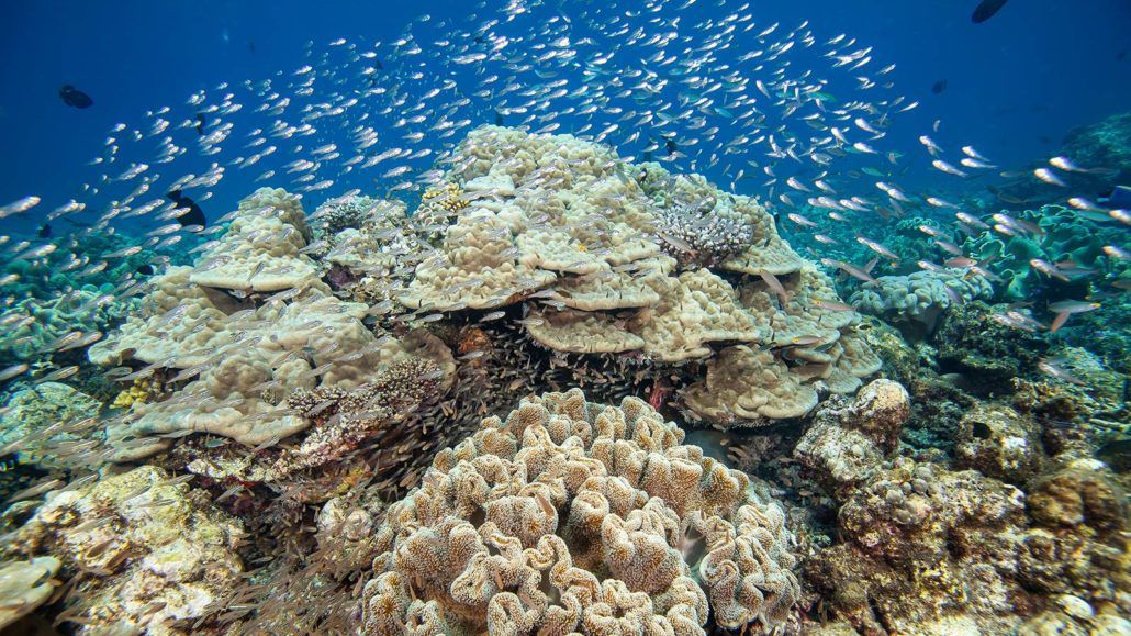 HURAWALHI ISLAND RESORT (only adult 15+) - 20