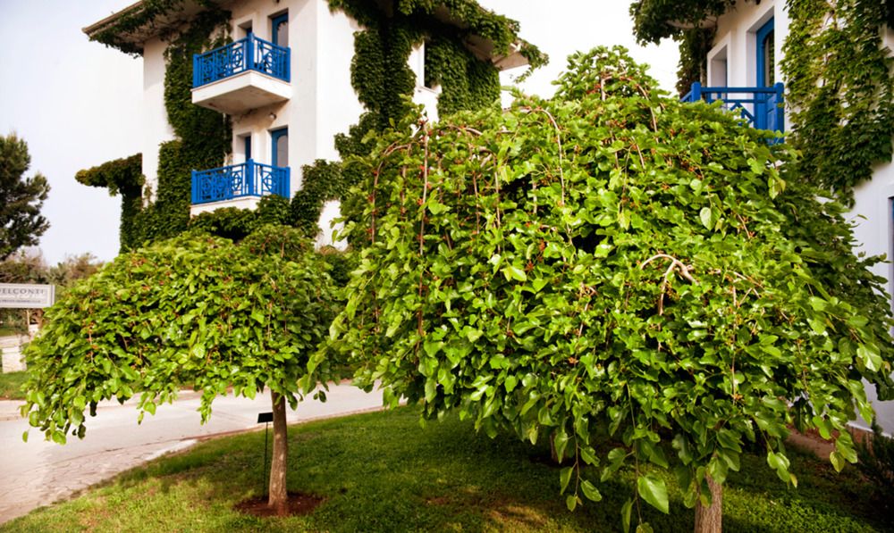 Belconti Resort Hotel - 20