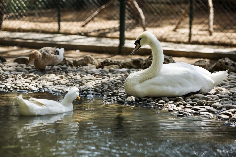 Bellis Deluxe Hotel - 76