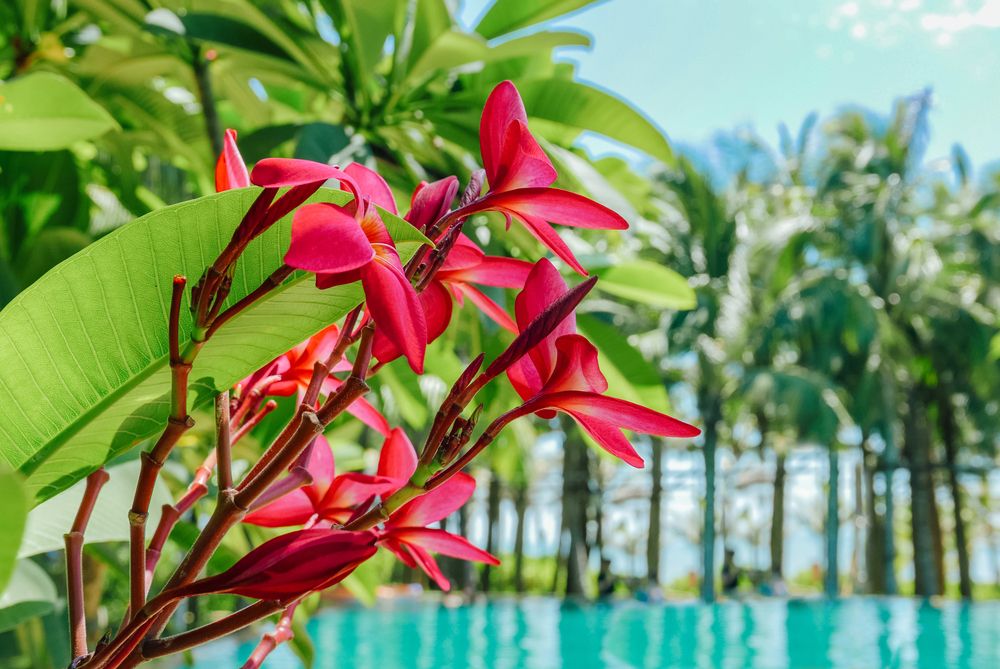 THE ST. REGIS SANYA YALONG BAY RESORT - 21