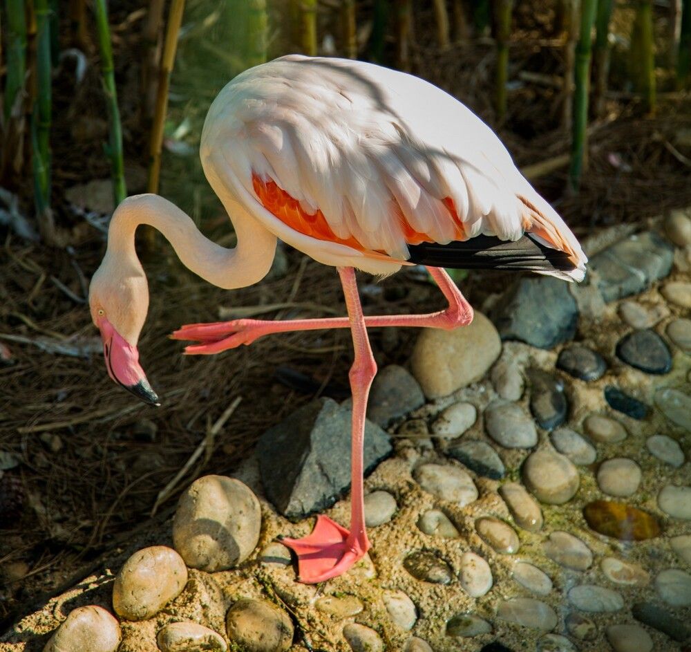 Nirvana Dolce Vita Hotel - 15