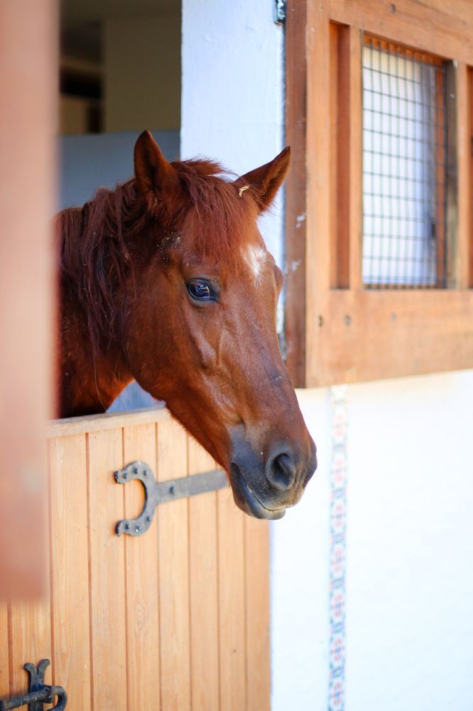 THE ORANGERS BEACH RESORT & BUNGALOW - 6