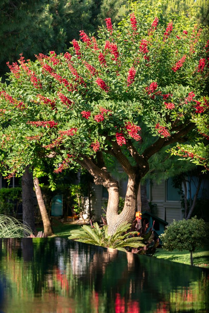 Susesi Luxury Resort - 108