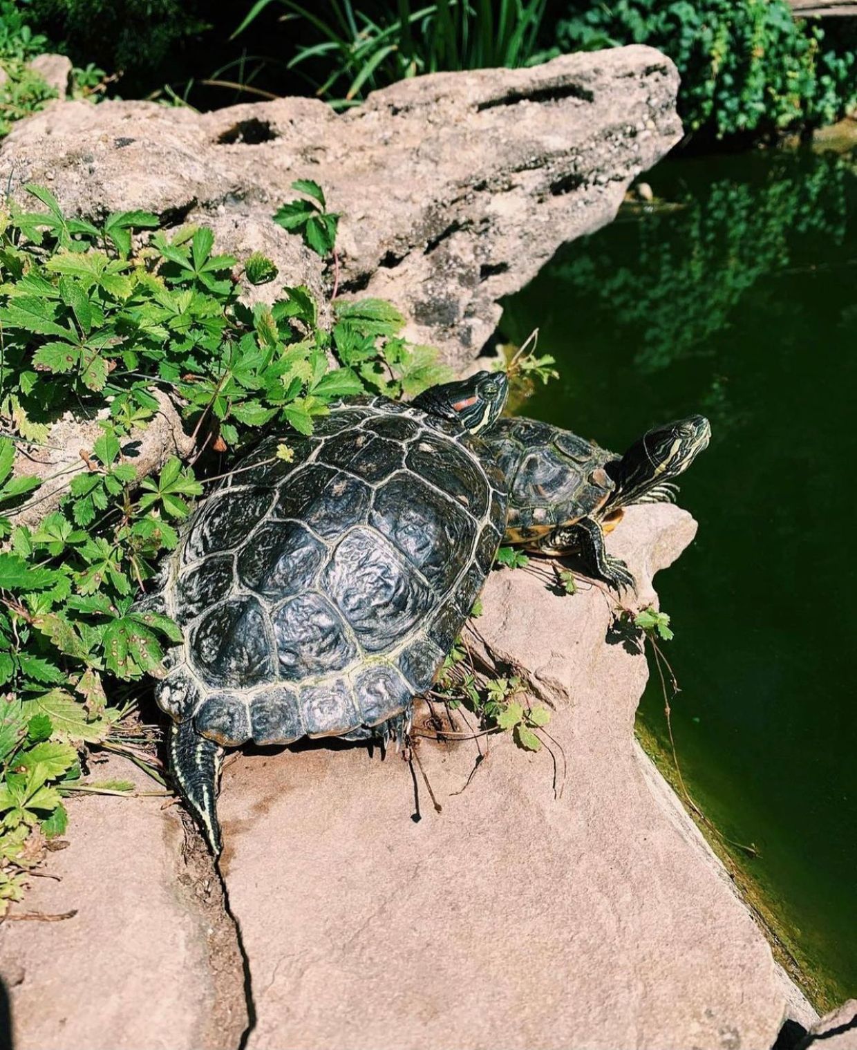 ВИЛЛА ЕЛЕНА, отель (Новофедоровка) - 8