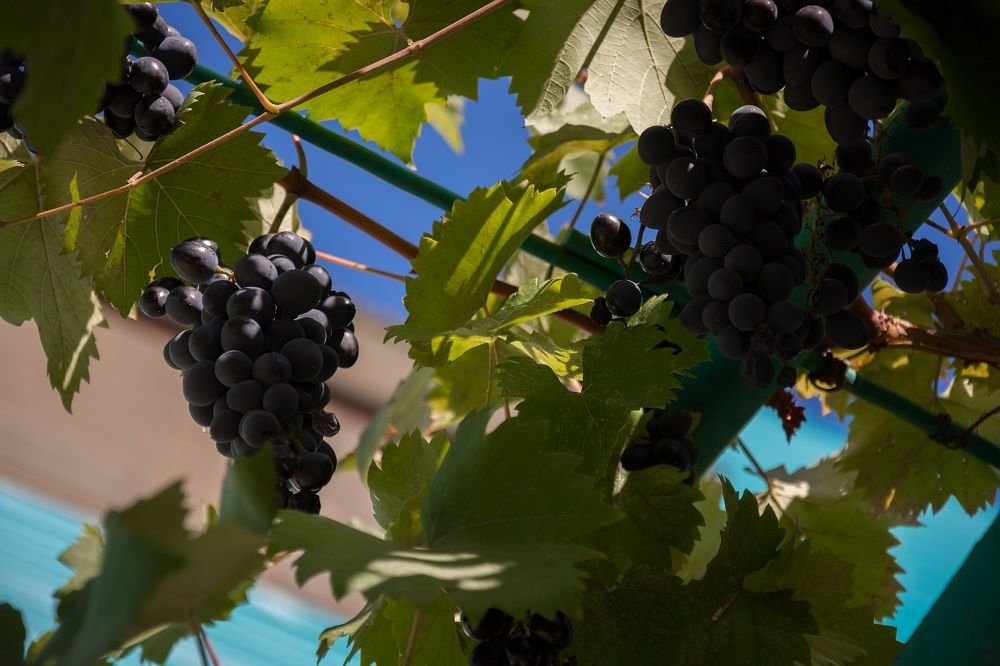 ЖЕМЧУЖИНА, пансионат (Алушта) - 14