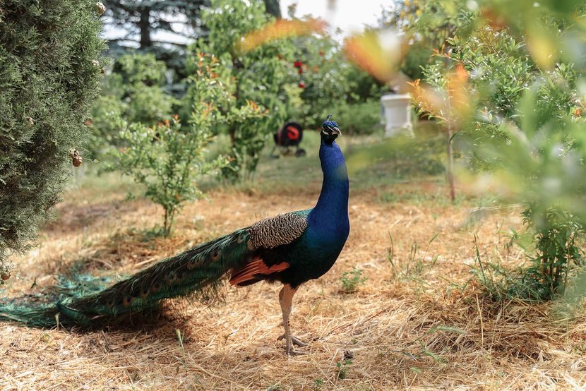 ПЕСОЧНАЯ БУХТА, парк-отель и пансионат (лечение с 18 лет) - 4