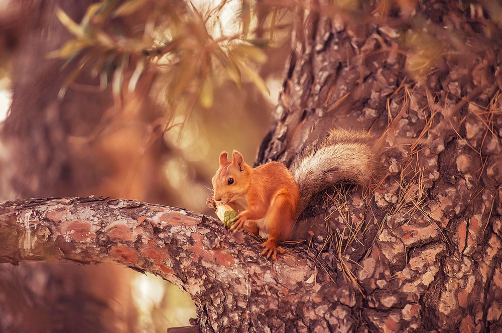 ПУШКИНО, санаторий (Гурзуф) - 22