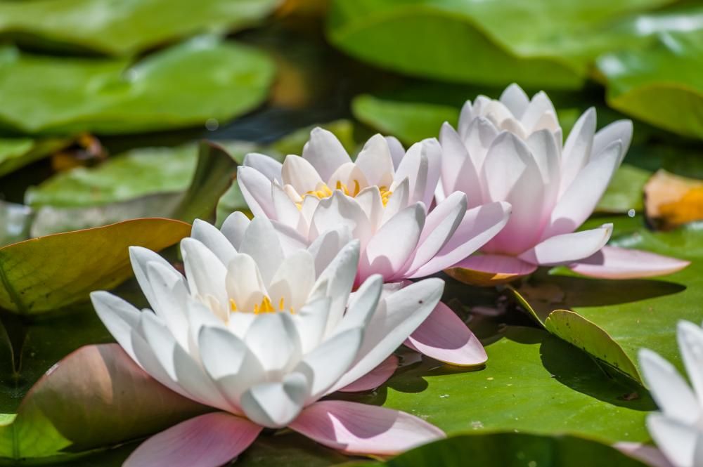 ФОРОС, санаторий - 31