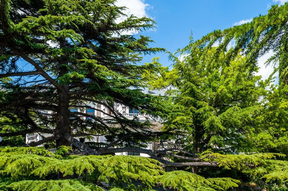 ФОРОС, санаторий - 28