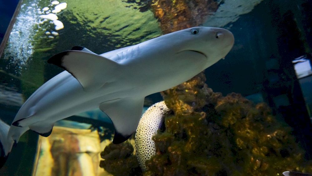 YALTA INTOURIST (ЯЛТА-ИНТУРИСТ), отель - 61