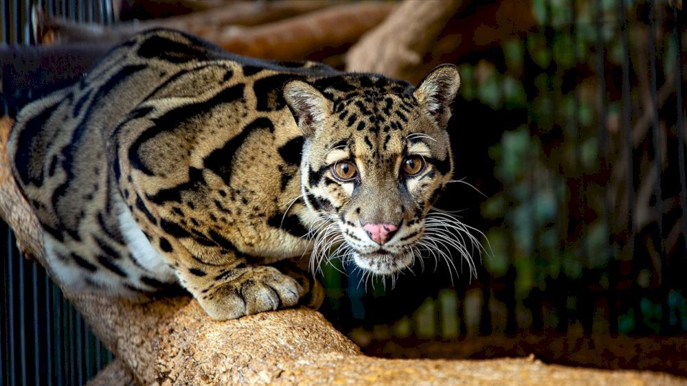 YALTA INTOURIST (ЯЛТА-ИНТУРИСТ), отель - 54