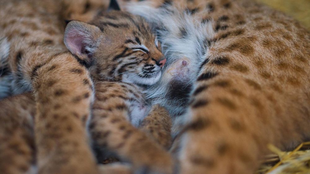 Картинка отеля - 55