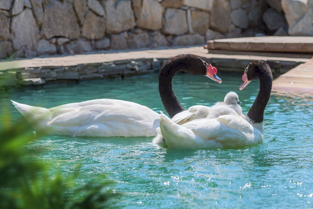 YALTA INTOURIST (ЯЛТА-ИНТУРИСТ), отель - 59